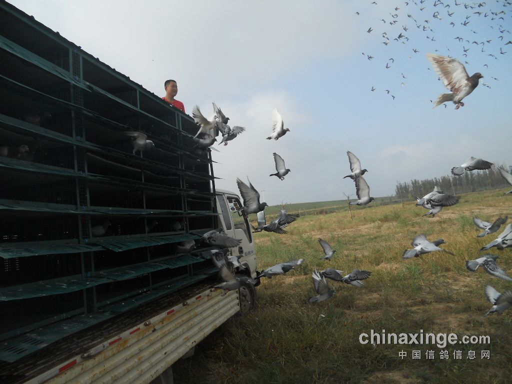 东光天宇鸽舍最新动态，现代养鸽新篇章探索