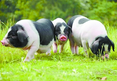 香港免费公开资料大全猪,如何利用“香港免费公开资料大全猪”进行数据分析（初学者指南）