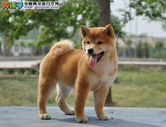 新奥资料免费期期精准,柴犬狗狗图片_简易版v9.2.258