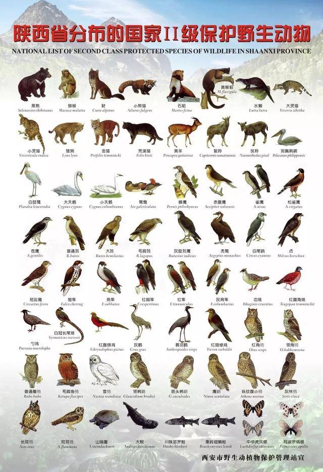 国家二级保护动物最新动态及保护进展综述