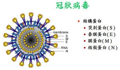 最新冠状病毒概况概述