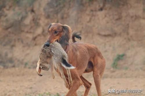 最新凉山猎犬高品质出售，无限价值展现