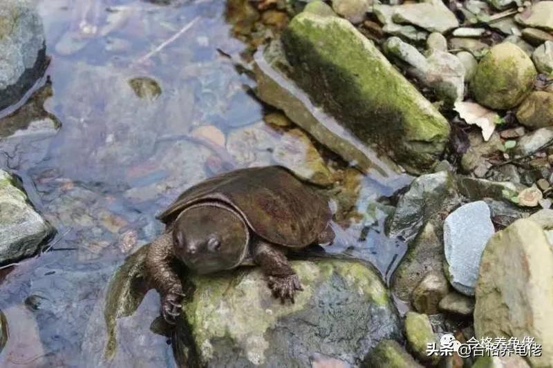 黄缘最新价格走势及市场影响因素分析